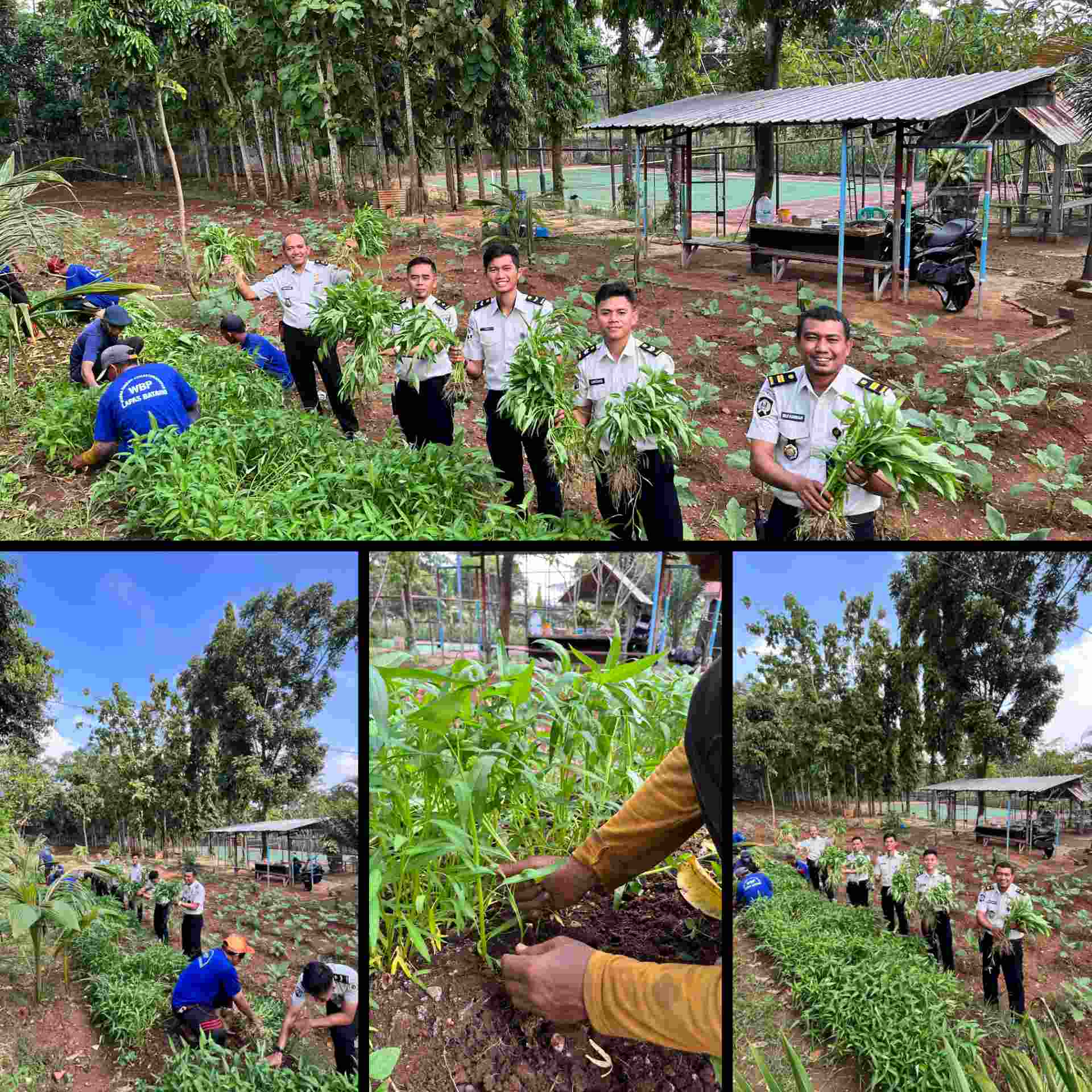 Wujudkan Ketahanan Pangan, Lapas Batang Kembali Panen Puluhan Kilogram Kangkung di Lahan SAE